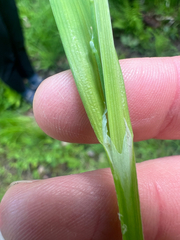 Carex albursina, photograph (c) Cy Stavros, some rights reserved (CC BY)