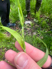 Carex albursina, photograph (c) Cy Stavros, some rights reserved (CC BY)