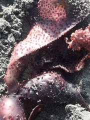 Sarcothalia lanceata