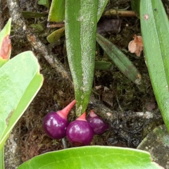 Satyria warszewiczii