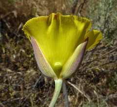 Calochortus clavatus