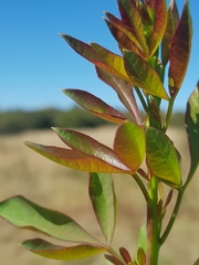 Searsia zeyheri