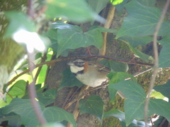 Zonotrichia capensis