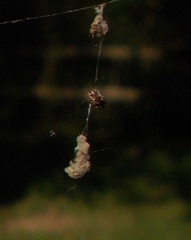 Cyclosa turbinata