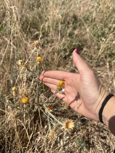 Yellow Star-Thistle