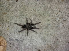 Sandinista lanceolatum