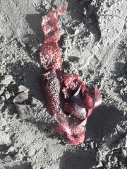 Sarcothalia lanceata