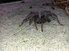 Sandinista lanceolatum