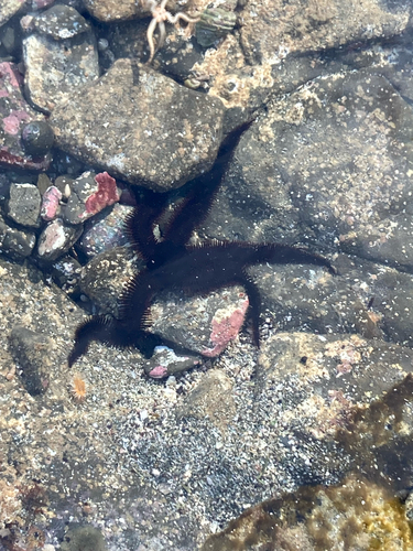 Ophiopteris antipodum observed 2026-08-16