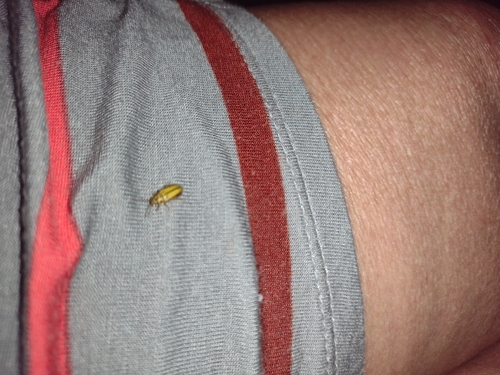 Elm Leaf Beetle