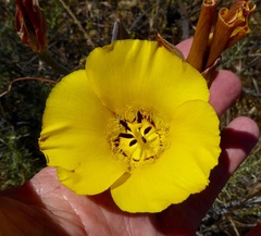 Calochortus clavatus