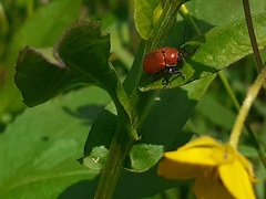 Cryptocephalus coryli