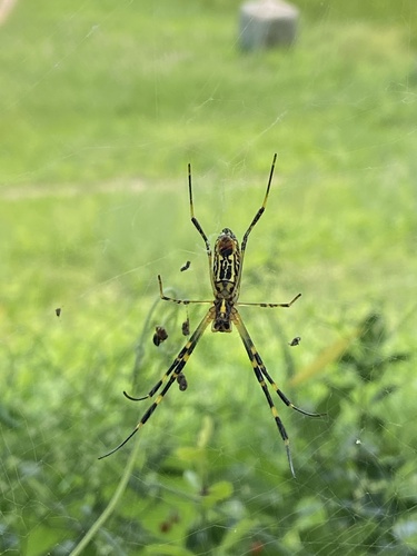 Joro Spider