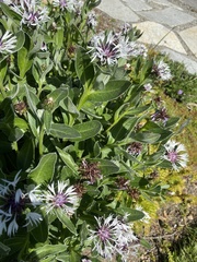 Centaurea cyanus