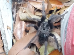 Sandinista lanceolatum