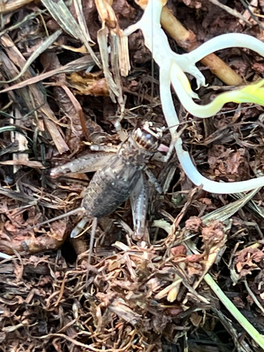 Japanese Burrowing Cricket