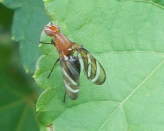 Tritoxa incurva