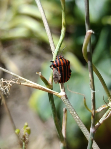 European Striped Shield Bug