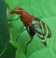 Tritoxa incurva