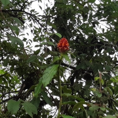 Costus montanus