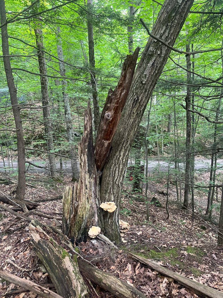 chicken of the woods · August 2026 · photo: Photo: (c) Ken Lange, some rights reserved (CC BY) · iNaturalist