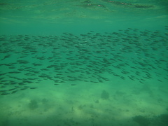 Atherinomorus lacunosus