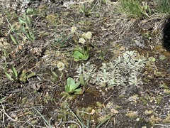 Micranthes rhomboidea