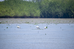 Eudocimus albus