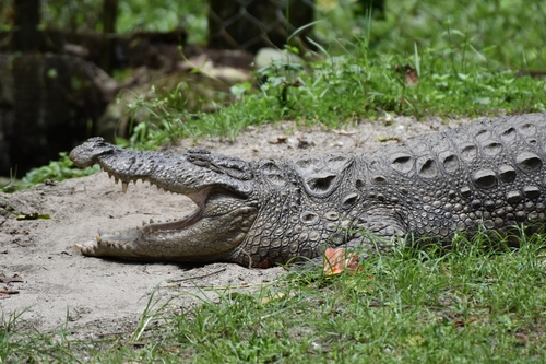 Mugger Crocodile