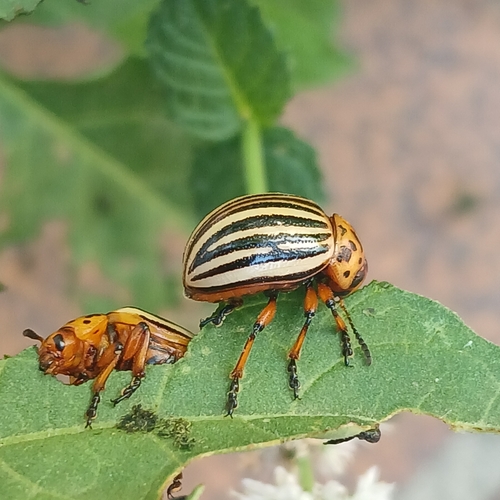 Colorado Potato Beetle