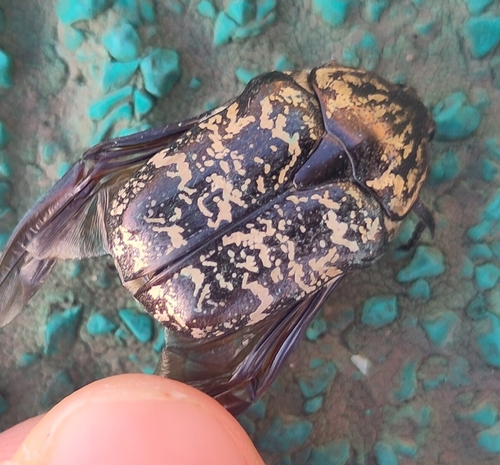 Protaetia brevitarsis