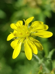 Osteospermum muricatum muricatum