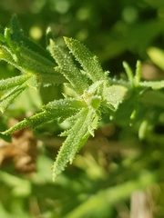 Osteospermum muricatum muricatum