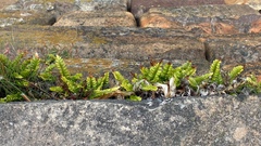 Asplenium marinum