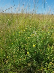 Osteospermum muricatum muricatum