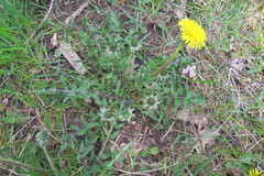 Taraxacum xanthostigma