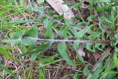 Taraxacum xanthostigma