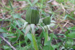 Taraxacum xanthostigma