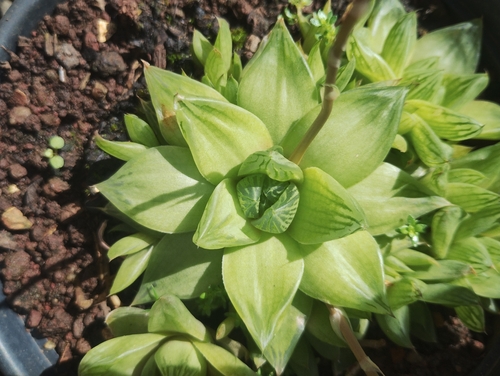 Haworthia
