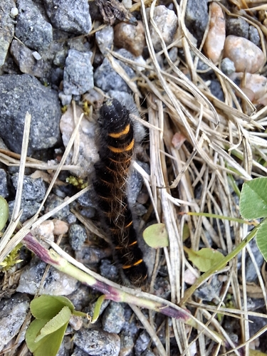 Fox Moth