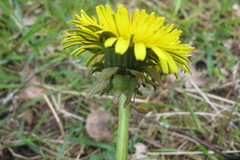 Taraxacum xanthostigma