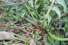 Taraxacum xanthostigma