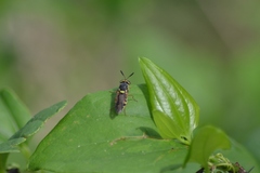 Hoplitimyia constans