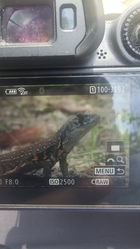 Common Butterfly Lizard
