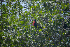 Fregata magnificens