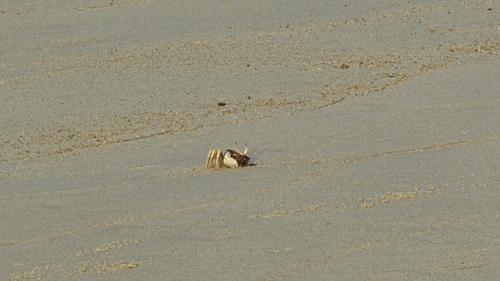 Horned Ghost Crab