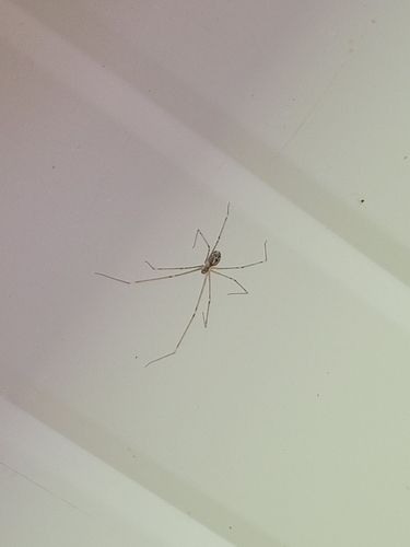 Marbled Cellar Spider
