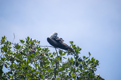 Fregata magnificens