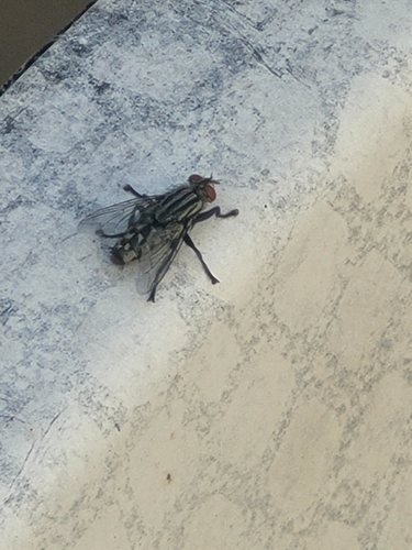 Common Flesh Flies