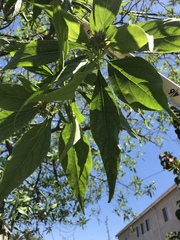 × chitalpa tashkentensis